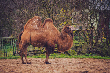 Camel in the zoo