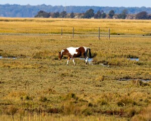 Isolated Chincoteague Ponies, Equus caballus grazing in a yellow countryside