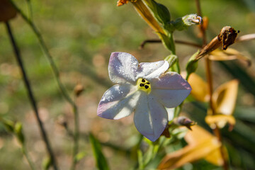 Ornamental Tobacco plant blooming in a garden in close up	
