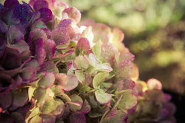 Hydrangea flowers covered with dew in close up