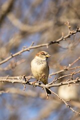Vertical closeup of a True sparrow, Passer sitting on a tree branch