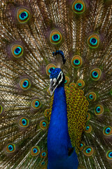 peacock with feathers