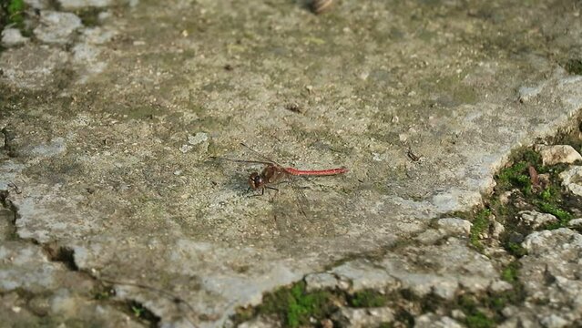 piccola libellula