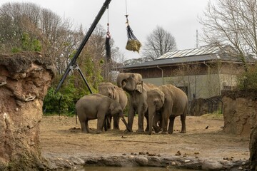 Elephants being fed from above in a wide outdoors area in Dublin Zoo, Ireland