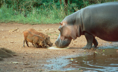 South Africa: A hippo meets two wartdogs