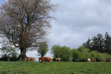 Group of cows eating grass and relaxing in an open green field surrounded by a few trees