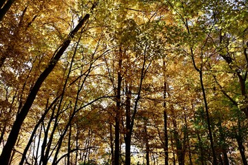 The autumn trees in the forest with the sunlight.