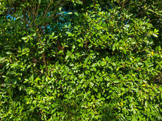 Obraz premium Green leaf background