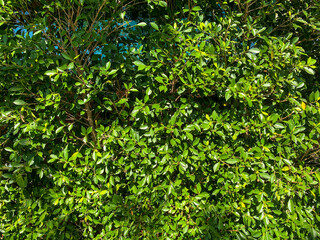 Obraz premium Green leaf background