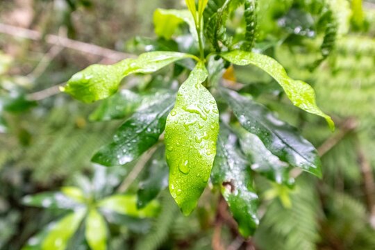 Water droplets on plant leaves in Knysna Forest