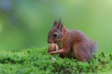 Naklejka na ściany i meble Eurasian red squirrel (Sciurus vulgaris) baby searching for food in the forest in the Netherlands. 