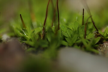 Macro of moss on the ground with green background