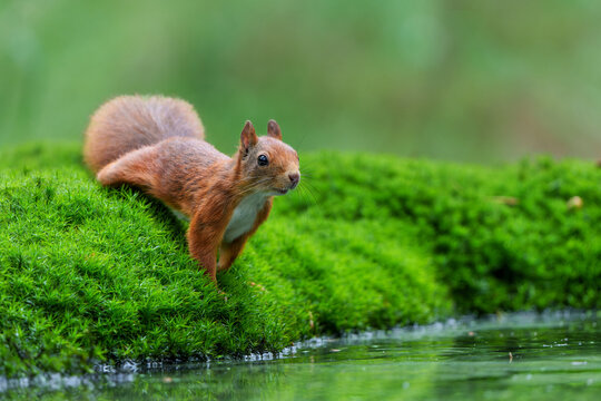 Fototapeta Eurasian red squirrel (Sciurus vulgaris) baby searching for food in the forest in the Netherlands.  