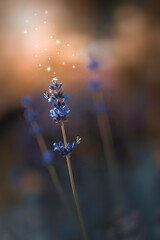 Niebieskie kwiaty lawendy w popołudniowych promieniach słońca (Lavandula). Nieostrość, bokeh, bajkowy klimat. - obrazy, fototapety, plakaty