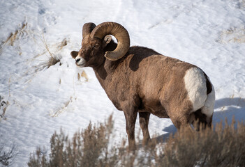 Naklejka premium Big Horn RAM