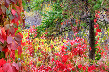 Autumn background - view of the foliage in the thickets of trees and bushes. Red foliage in the rays of the autumn sun