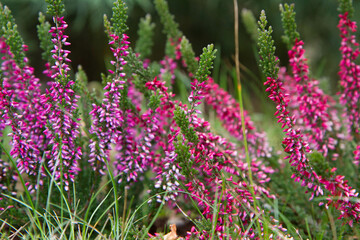 Common heather blooming in a garden	
