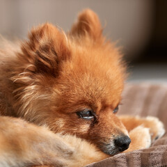 Close up headshot of Pomeranian brown dog