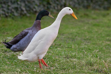 White and brown dark Indian runner duck in grass of garden