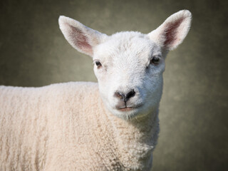 Studio portrait of white lamb