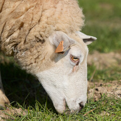 Closeup head of white ewe grazes grass
