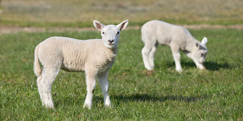 Obraz premium White lambs in the meadow graze grass