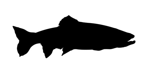 fish silhouette - rainbow trout