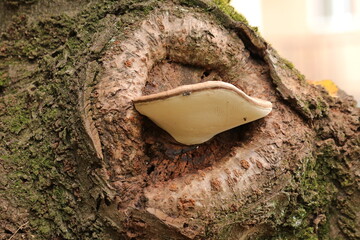 桜の木に着いたサルノコシカケ