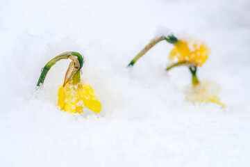 Closeup of Daffodil flowers (Narcissus) covered by snow