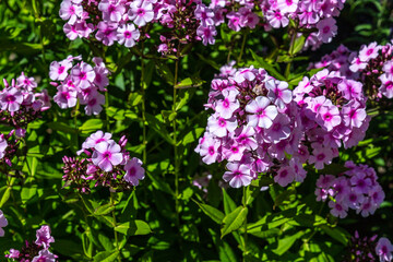 Gorgeous purplish flower