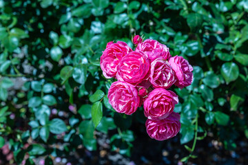 the Splendid rosy rose