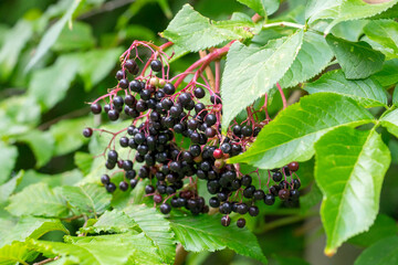 Closeup of black elderberry (Sambucus nigra) fruits on the shrub