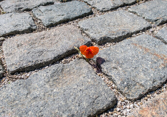 Single red poppy flower (Papaver spec.) growing between cobblestone pavement