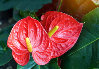Red anthurium flowers are commonly grown as ornamental plants and cut flowers. Soft and selective focus. - obrazy, fototapety, plakaty