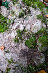 Obraz premium Onkoiden / Onkolithen . Fundort: Steiermark, Österreich, Europa : Oncoids / Oncolites : Found in Styria, Austria, Europe