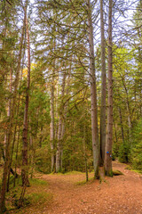Fototapeta na wymiar Spaziergang am Nachmittag durch den Herbstwald un seinen bunten Farben in Franken.
