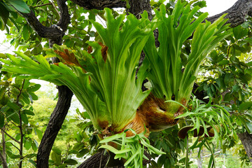Staghorn fern perched on a large tree It is often used as an ornamental plant. The roots can be used as a substrate for orchids or fern spores. Soft and selective focus. © Aoy_Charin