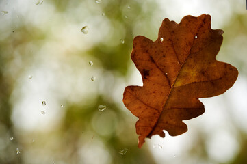 Yellow oak leaf stuck to outside of glass with some raindrops