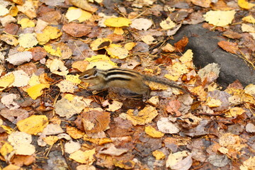 trees and sun
green Forest
man in the forest
sunny forest
autumn forest
chipmunk in the forest
chipmunk hiding running in the leaves