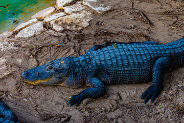 portrait alligator on the ground