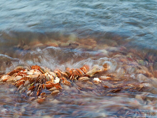 France - Harbour Port-en-Bessin - Scallops