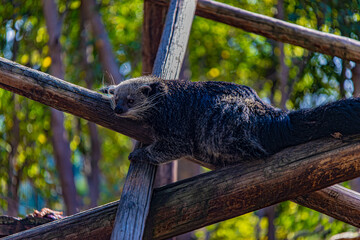 binturong lies on a log