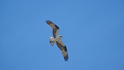 Western osprey (Pandion haliaetus) in flight above a backyard in Panama City, Florida, USA