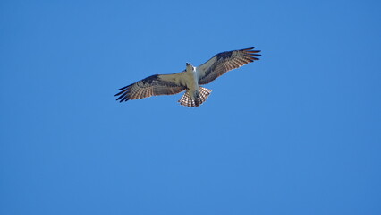 Western osprey (Pandion haliaetus) in flight above a backyard in Panama City, Florida, USA