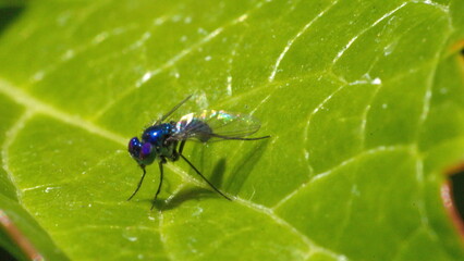  Blue, iridescent blowfly in a backyard in Panama City, Florida, USA