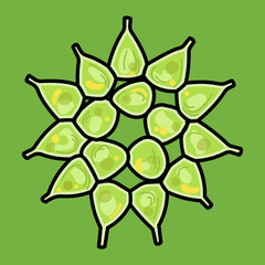 Pediastrum is a genus of green algae, in the family Hydrodictyaceae. It is a photoautotrophic, nonmotile coenobial (fixed number of cells) green algae that inhabits freshwater environments.