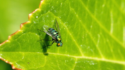 Green, iridescent blowfly on a leaf, in a backyard in Panama City, Florida, USA