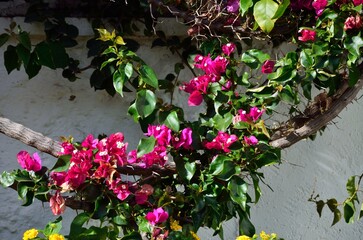 Buganvilla roja trepando por una pared blanca