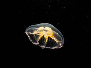 A close-up picture of a Moon jellyfish or Aurelia aurita with black seawater background. Picture from Oresund, Malmo Sweden. Cold water scuba diving