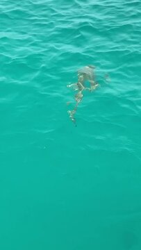Requin de lagon &agrave; Rangiroa en Polyn&eacute;sie fran&ccedil;aise